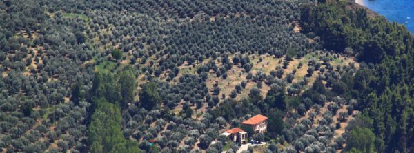 ελαιόλαδο βιολογικό Έξτρα παρθένο ελαιώνας - Image 2